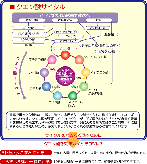 クエン 酸 回路 atp