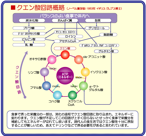 水分 は どんなに 摂っ て も 摂り すぎる という こと は ない